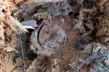 The tree inside.wooden background