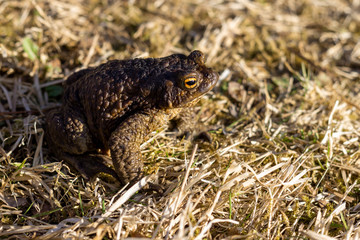 A toad basks in the sun on the yellow autumn grass in the rays of the sun.