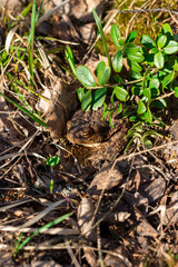 A toad basks in the sun on the yellow autumn grass in the rays of the sun.