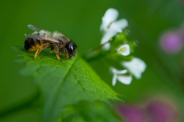 
bee sitting on a green leaf