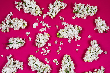 White lilac on a bright pink background. The color of the cuff. View from above. Blank for postcards. Mothers Day. Women's Day