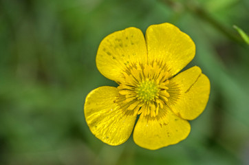Yellow flower (Buttercups / Renoncule / Bouton d'or ) on green background