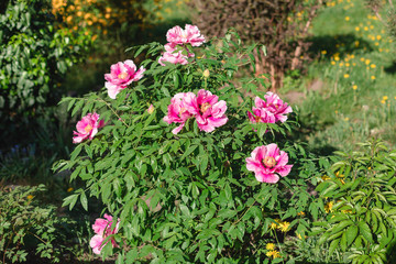 Fototapete bei efototapeten.de bestellen   