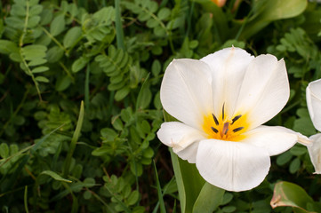 open flower head of a white tulip