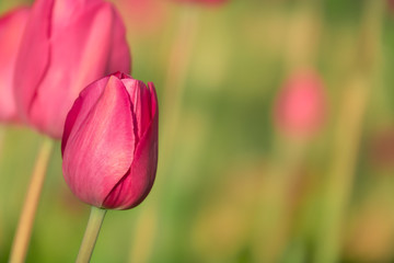 Close Up of a Pink Tulip Growing in a Field With Copy Space