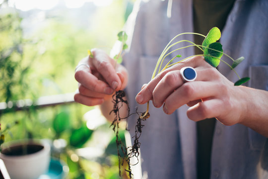 Casual dressed young woman holds tiny flower sprouts in hands. Gardener ready to put roots of plants into moist fertilised soil. Gardening at home, on balcony as fun activity and environmental hobby