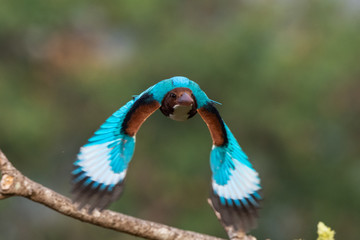 blue bird on a branch,Kingfisher