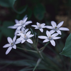 Spring Ornithogalum Flowers Close up