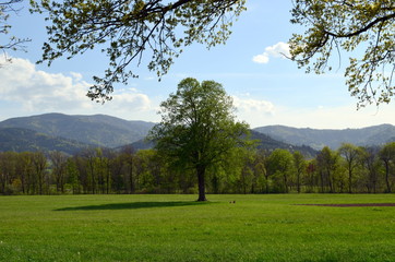 Fototapeta premium Frühling im Dreisamtal bei Freiburg