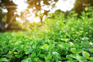 Fototapeta na wymiar green leaves background,beautiful green bokeh effect of nature,sunlight morning in park