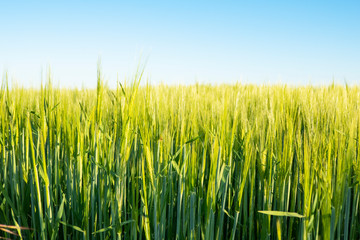 Getreidefeld im Fruehling
