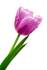 one pink tulip isolated on white background