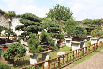 Jardin à bonsaïs à Suzhou, Chine	