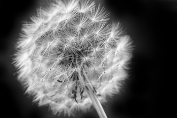 dandelion close-up dark background