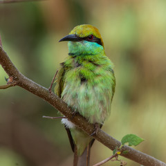 green bee eater