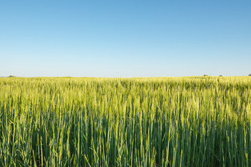 Getreidefeld im Fruehling