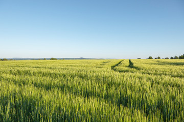Getreidefeld im Fruehling