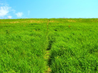 初夏の小道のある江戸川土手風景