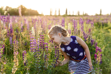 A close-up portrait of a little cute girl with blond hair plays on a flowering lupine field....