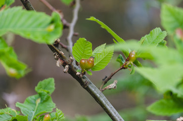 Chestnut leaves sickened by chestnut wasp. Concept of tree pests. Dryocosmus kuriphilus.
