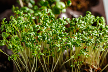 Differend types of Microgreens