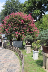 Fototapeta na wymiar Jardin à Suzhou, Chine 