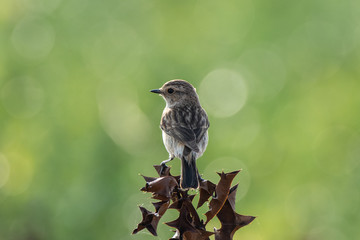 sparrow on a branch