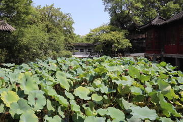 Lotus d'un jardin à Suzhou, Chine	