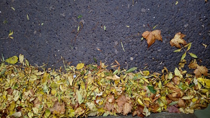 fallen leaves in wet asphalt ground in autumn