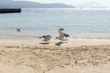 Seagull on the beach