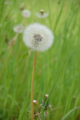 Pusteblume auf einer Wildwiese