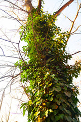Ivy on a tree close-up.