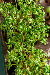 Differend types of Microgreens