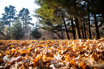 Beautiful autumn park.