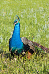Obraz premium Male peacock in garden facing left side. Green grass background. Concept of wildlife.