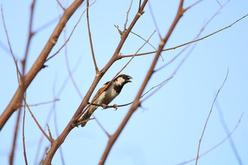 male sparrow on branch