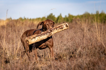 Brown German Shorthaired Pointer