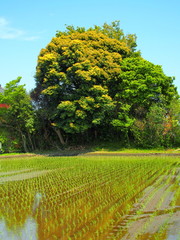 Fototapeta na wymiar 青空と植田と大木のある風景