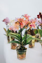 flower, rose, nature, pink, garden, green, plant, red, bloom, blossom, flowers, beauty, summer, floral, flora, roses, leaf, yellow, love, white, leaves, spring, blooming, macro, petalorchidaceae, phal