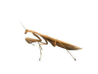 Brown praying mantis isolated on white background. Lateral view