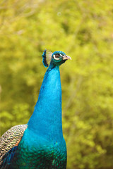 Obraz premium Turquoise and green peacock. Concept of wildlife. Majesty