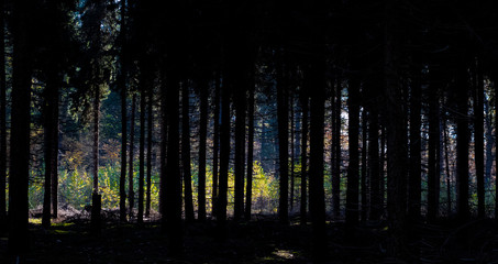 Fototapeta premium Dark forest