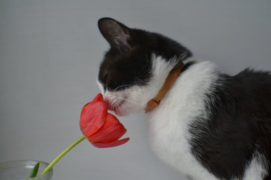 cat and flower