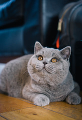 Boo the British Blue Shorthair Kitten Playing in the House