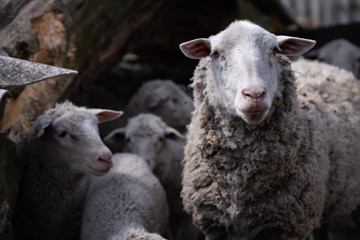 Naklejka premium sheep and small lambs in a wooden stall