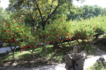 Arbres d&eacute;cor&eacute;s du parc de Panmen &agrave; Suzhou, Chine	