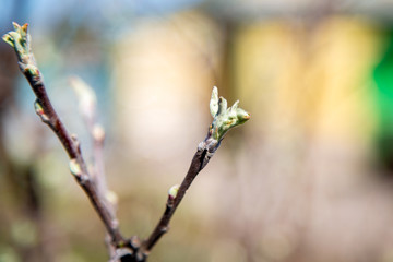 young spring shoots on a tree