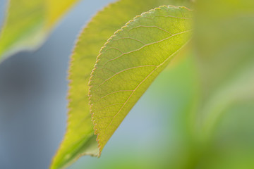 Macro of a leaf growing on tree