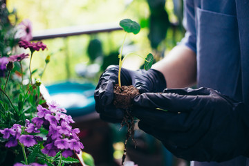 A gardener holds small flower sprout with roots ready to plant in soil. Authentic and beautiful gardening image. Planting plants at home on balcony window on sunny spring day