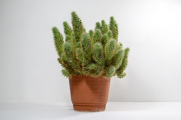 home grown, cactus bush in a pot